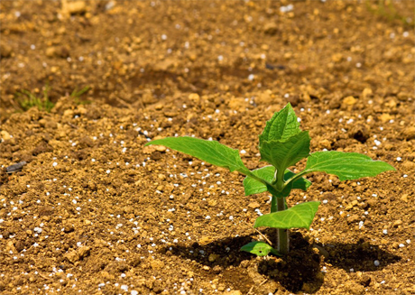 野菜作りについて!土の基本と土の耕し方
