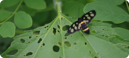 初心者でもできるガーデニングの害虫対策について!