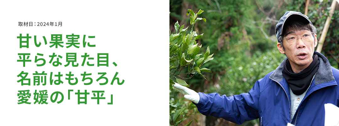 甘い果実に平らな見た目、名前はもちろん愛媛の「甘平」 取材日:2024年1月