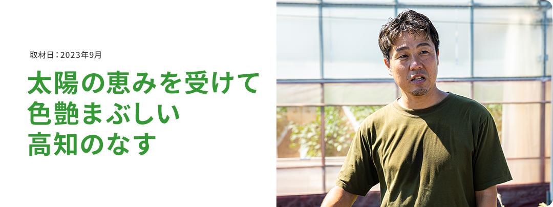 太陽の恵みを受けて 色艶まぶしい高知のなす