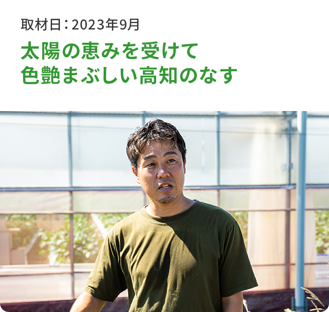 太陽の恵みを受けて 色艶まぶしい高知のなす