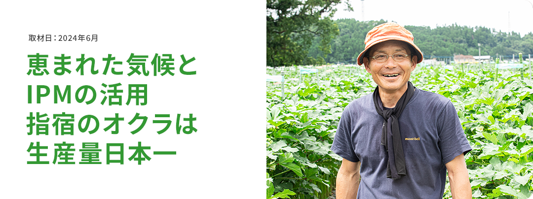 恵まれた気候とIPMの活用 指宿のオクラは生産量日本一 取材日:2024年6月