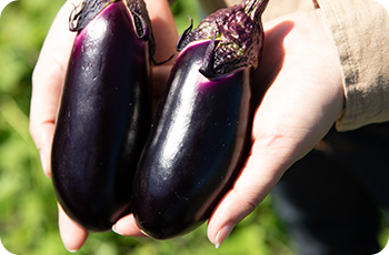 太陽の恵みを受けて 色艶まぶしい高知のなす