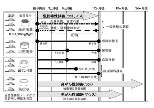 長期毒性試験の薬剤投与期間と慢性毒性の検査内容(模式図)