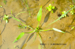 広葉雑草(コナギ-水田)