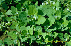 広葉雑草(シロザ-畑地)