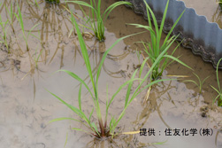 イネ科雑草(イヌビエ-水田)