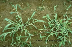 イネ科雑草(メヒシバ-畑地)