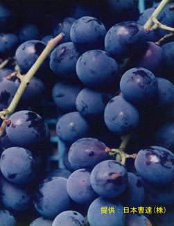 果粉溶脱(ブドウ)