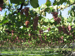 落葉果樹(ブドウ)