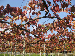 落葉果樹(ブドウ)