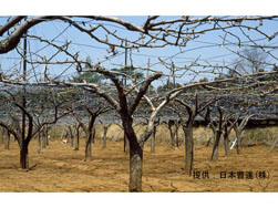 落葉果樹(ブドウ)