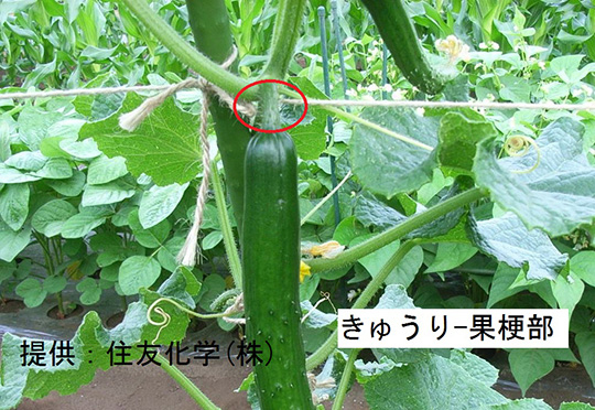 2.果梗部(きゅうり)