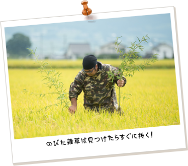 のびた雑草は見つけたらすぐに抜く!