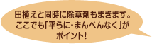 田植えと同時に除草剤もまきます。ここでも「平らに・まんべんなく」がポイント!