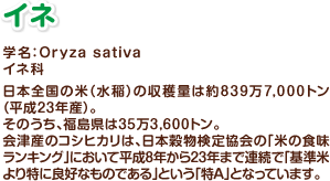 イネ 学名:Oryza sativa イネ科 日本全国の米(水稲)の収穫量は約839万7,000トン(平成23年産)。そのうち、福島県は35万3,600トン。会津産のコシヒカリは、日本穀物検定協会の「米の食味ランキング」において平成8年から23年まで連続で「基準米より特に良好なものである」という「特A」となっています。