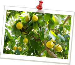 わ!レモンが木になっている