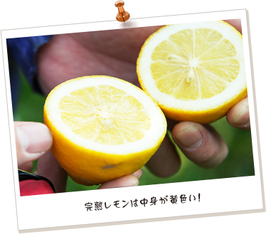 完熟レモンは中身が黄色い!