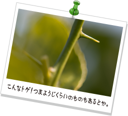 こんなトゲ!つまようじくらいのものもあるとか。