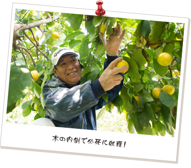 木の内側で必死に収穫!