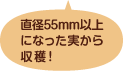 直径55mm以上になった実から収穫!