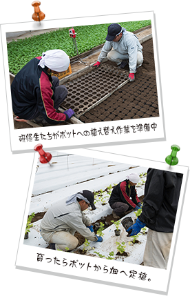 写真(上)研修生たちがポットへの植え替え作業を準備中、写真(下)育ったらポットから畑へ定植。