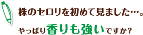 株のセロリを初めて見ました…。やっぱり香りも強いですか?