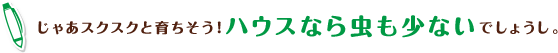じゃあスクスクと育ちそう!ハウスなら虫も少ないでしょうし。