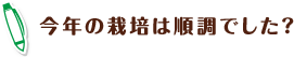 今年の栽培は順調でした?
