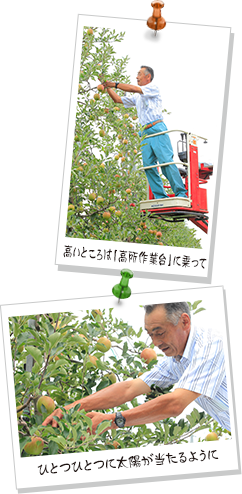 写真(上)高いところは「高所作業台」に乗って、写真(下)ひとつひとつに太陽が当たるように