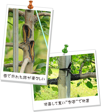 写真(上)雪で折れた跡が痛々しい、写真(下)消毒して黒い"包帯"で処置