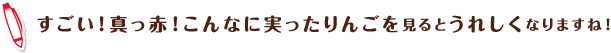 すごい!真っ赤!こんなに実ったりんごを見るとうれしくなりますね!