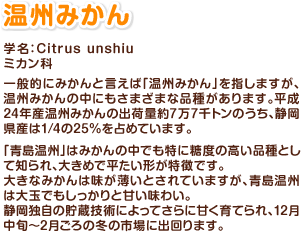 温州みかん 学名:Citrus unshiu ミカン科 一般的にみかんと言えば「温州みかん」を指しますが、温州みかんの中にもさまざまな品種があります。平成24年産温州みかんの出荷量約7万7千トンのうち、静岡県産は1/4の25%を占めています。「青島温州」はみかんの中でも特に糖度の高い品種として知られ、大きめで平たい形が特徴です。大きなみかんは味が薄いとされていますが、青島温州は大玉でもしっかりと甘い味わい。静岡独自の貯蔵技術によってさらに甘く育てられ、12月中旬~2月ごろの冬の市場に出回ります。