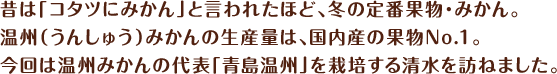 昔は「コタツにみかん」と言われたほど、冬の定番果物・みかん。温州(うんしゅう)みかんの生産量は、国内産の果物No.1。今回は温州みかんの代表「青島温州」を栽培する清水を訪ねました。