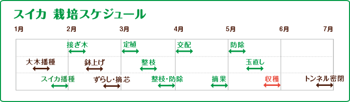スイカ 栽培スケジュール