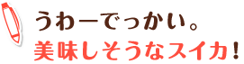 うわーでっかい。美味しそうなスイカ!