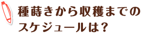 種蒔きから収穫までのスケジュールは?