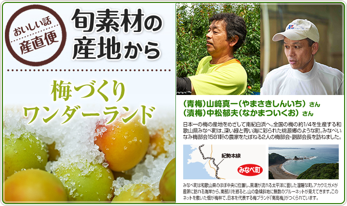 旬素材の産地から　梅づくりワンダーランド （青梅）山﨑真一（やまさきしんいち）さん （漬梅）中松郁夫（なかまついくお）さん　日本一の梅の産地をめざして南紀白浜へ。全国の梅の約1/4を生産する和歌山県みなべ町は、深い緑と青い海に彩られた桃源郷のような町。みなべいなみ梅部会1581軒の農家をたばねる2人の梅部会・副部会長を訪ねました。
                    みなべ町は和歌山県のほぼ中央に位置し、黒潮が流れる太平洋に面した温暖な町。アカウミガメが産卵に訪れる海岸から、南部川を遡ると、山の急傾斜地に無数のブルーネットが見えてきます。このネットを敷いた畑が梅林で、日本を代表する梅ブランド「南高梅」がつくられています。