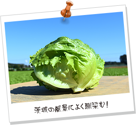 茨城の風景によく馴染む!