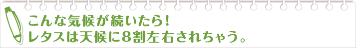 こんな気候が続いたら! レタスは天候に8割左右されちゃう。