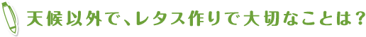 天候以外で、レタス作りで大切なことは?