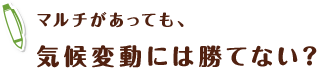マルチがあっても、 気候変動には勝てない?
