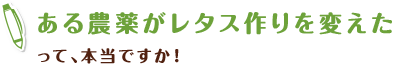 ある農薬がレタス作りを変えた って、本当ですか!