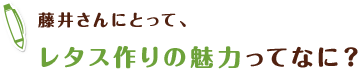 藤井さんにとって、 レタス作りの魅力ってなに?