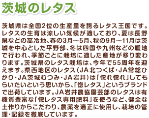 茨城のレタス 茨城県は全国2位の生産量を誇るレタス王国です。レタスの生育は涼しい気候が適しており、夏は長野県などの高冷地、春の3月~5月、秋の9月~11月は茨城を中心とした平野部、冬は四国や九州などの暖地で行われ、季節ごとに栽培に適した産地が移り変わります。茨城県のレタス栽培は、今年で55周年を迎えます。県西地区のレタス(JA北つくば・JA常総ひかり・JA茨城むつみ・JA岩井)は「惚れ惚れ」してもらいたいという思いから、「惚レタス」というブランドで出荷しています。JA岩井農協園芸部のレタスは有機質豊富な「惚レタス専用肥料」を使うなど、健全な土作りからこだわり、農薬を適正に使用し、栽培の管理・記録を徹底しています。