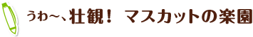 うわ~、壮観!マスカットの楽園