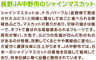 長野JA中野市のシャインマスカット シャインマスカットは、ナガノパープル(長野県で育成されたぶどう)と同様に種なしで皮ごと食べられる黄緑色ぶどう。マスカットの香りがあり、甘味の強さは随一で、ギフトで喜ばれる高級感あふれるフルーツです。房形が整い、大粒で、ぶどうの先端が凹んだ形のものがあるのが特徴。完熟してくるとやや黄緑色に変化し、大変甘く濃厚な味に仕上がります。JA中野市では、日本一のシャインマスカットの産地を目指して栽培しており、将来巨峰に継ぐ品種と期待されています。