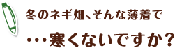 冬のネギ畑、そんな薄着で・・・寒くないですか?