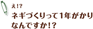 え!?ネギづくりって1年がかりなんですか!?