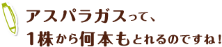 アスパラガスって、1株から何本もとれるのですね!